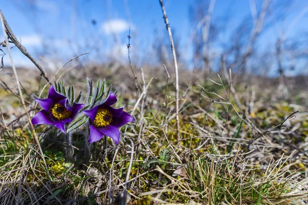 Violet Lumbago Bloemen Groeien Voorjaar Veld — Stockfoto