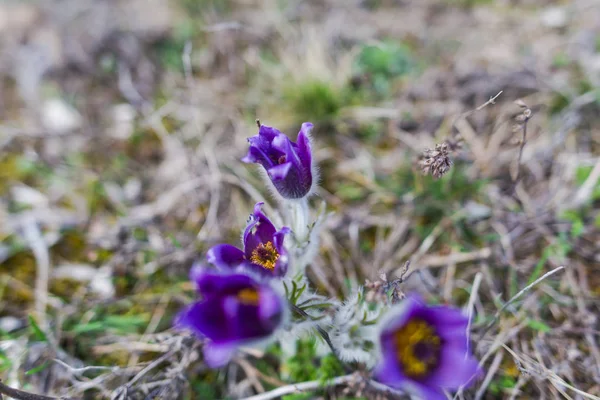 春の野の花をバイオレット腰痛 — ストック写真