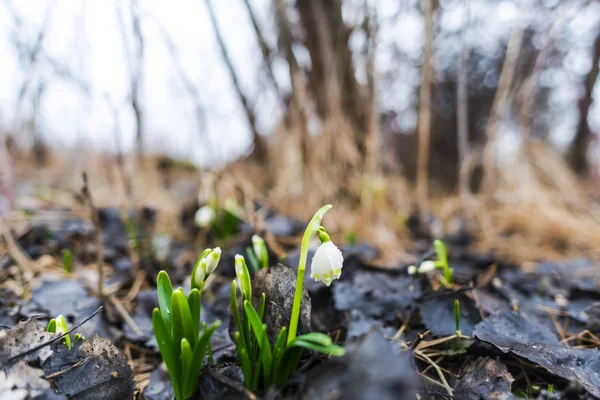 Pequenas Flores Gotas Neve Crescendo Floresta Primavera — Fotografia de Stock