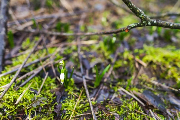 Pequenas Flores Gotas Neve Crescendo Floresta Primavera — Fotografia de Stock