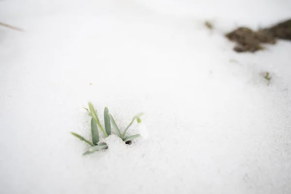 Piccolo Bucaneve Che Cresce Nella Neve — Foto Stock