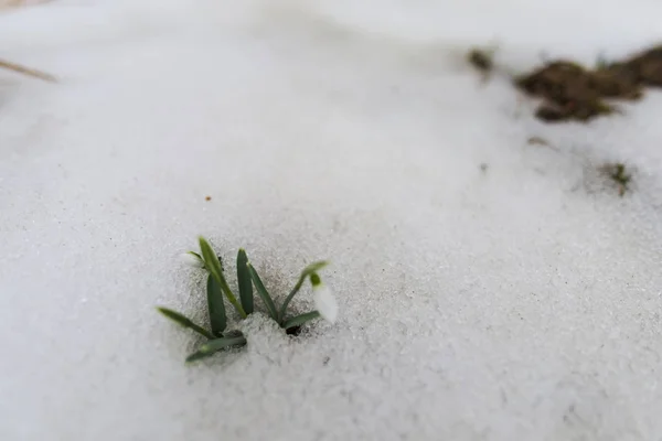 在雪中生长的微小的雪花 — 图库照片