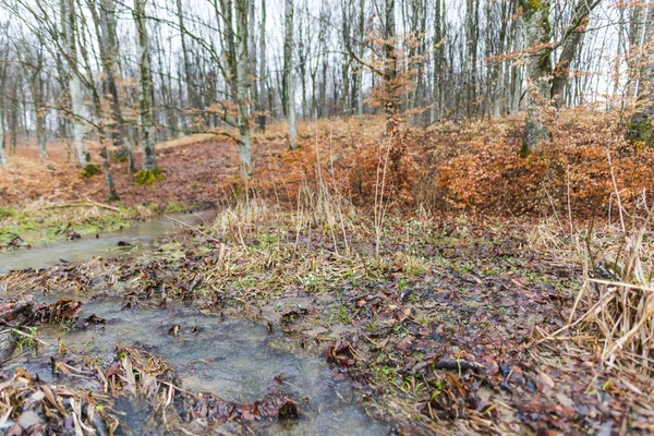 Tidigt Våren Skog Med Nakna Träd Och Små Stream — Stockfoto