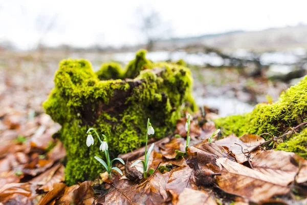 Vista Perto Solo Floresta Primavera Com Primeiras Plantas Frescas — Fotografia de Stock