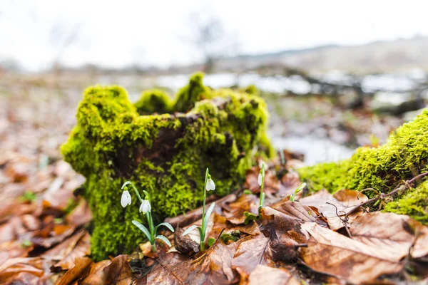 Vista Primer Plano Del Suelo Del Bosque Primavera Con Las — Foto de Stock