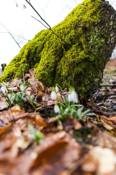 Vista Primer Plano Del Suelo Del Bosque Primavera Con Las — Foto de Stock