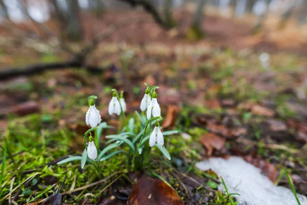 Closeup View Spring Forest Ground First Fresh Plants — Stock Photo, Image