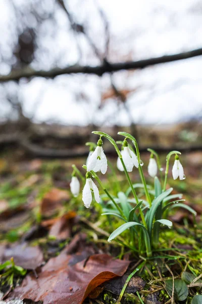 Vista Primer Plano Del Suelo Del Bosque Primavera Con Las — Foto de Stock