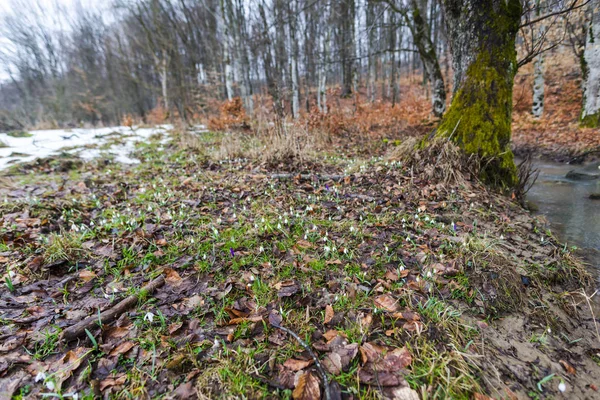 Tidigt Våren Skog Med Nakna Träd Och Små Stream — Stockfoto