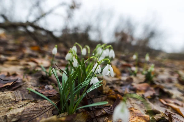 Closeup View Spring Forest Ground First Fresh Plants — Stock Photo, Image