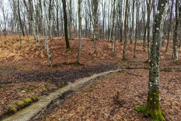 Tidigt Våren Skog Med Nakna Träd Och Små Stream — Stockfoto