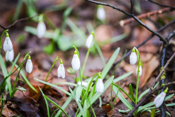 Vista Perto Solo Floresta Primavera Com Primeiras Plantas Frescas — Fotografia de Stock