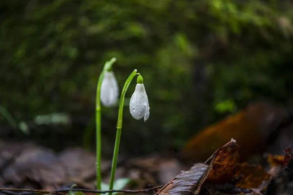 Closeup View Spring Forest Ground First Fresh Plants — Stock Photo, Image