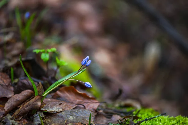 Closeup View Spring Forest Ground First Fresh Plants — Stock Photo, Image