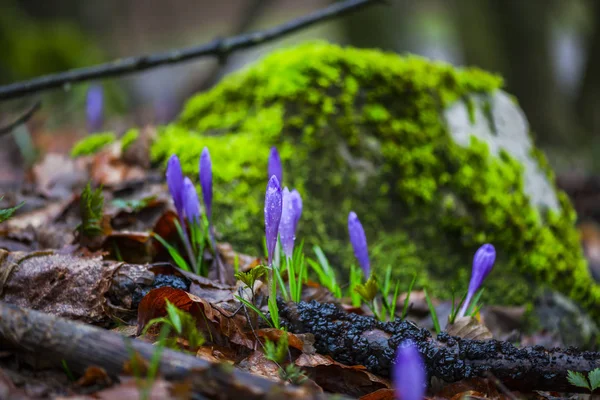 Vista Perto Solo Floresta Primavera Com Primeiras Plantas Frescas — Fotografia de Stock