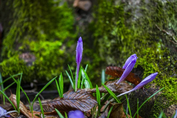 Croci Concurso Flores Primeira Primavera — Fotografia de Stock