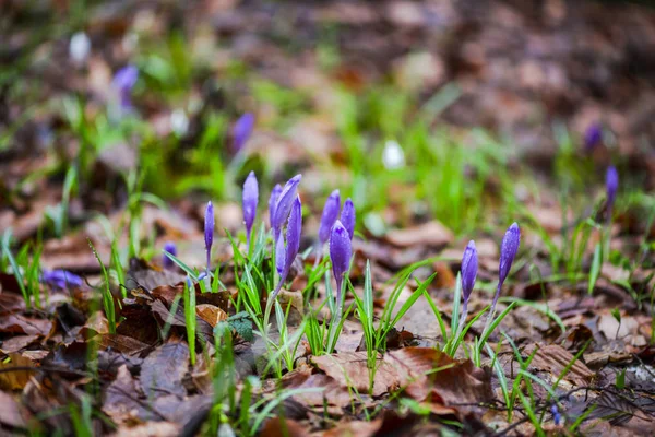 Tender Croci First Spring Flowers — Stock Photo, Image