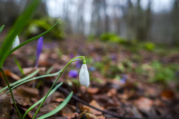 Tierna Gota Nieve Flor Primavera Blanca — Foto de Stock