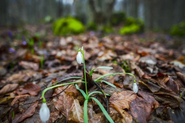 Vista Perto Solo Floresta Primavera Com Primeiras Plantas Frescas — Fotografia de Stock