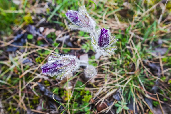 Closeup View Spring Forest Ground First Fresh Plants — Stock Photo, Image