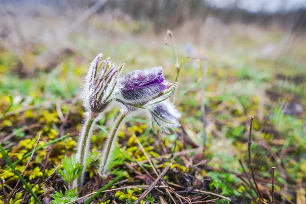 春の森のクローズ アップ ビュー地上最初の新鮮な植物 — ストック写真