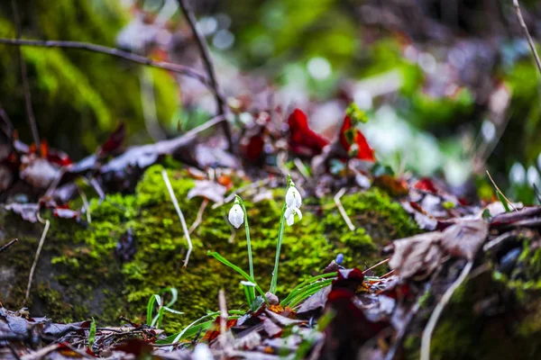 Närbild Bild Vårskog Marken Med Första Färska Växter — Stockfoto