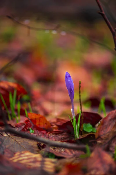 Vue Rapprochée Sol Forestier Printanier Avec Les Premières Plantes Fraîches — Photo