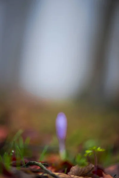 Vue Rapprochée Sol Forestier Printanier Avec Les Premières Plantes Fraîches — Photo