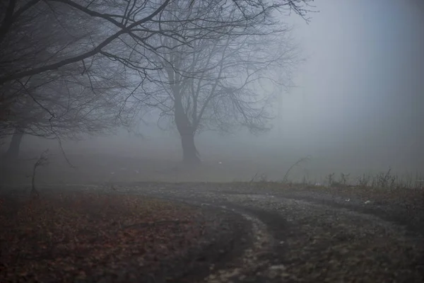 Mglisty Las Wczesną Wiosną Naturalny Krajobraz — Zdjęcie stockowe