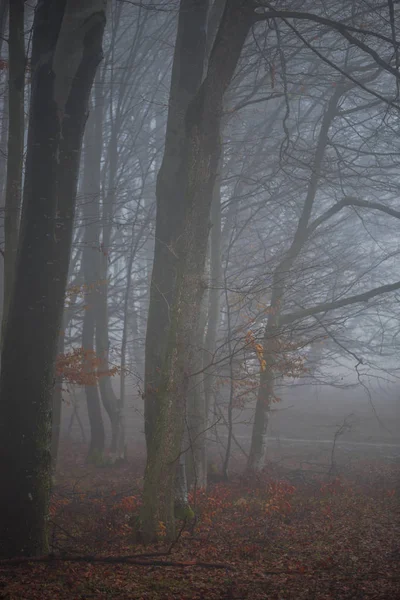 Mistige Bos Het Vroege Voorjaar Natuurlijke Landschap — Stockfoto