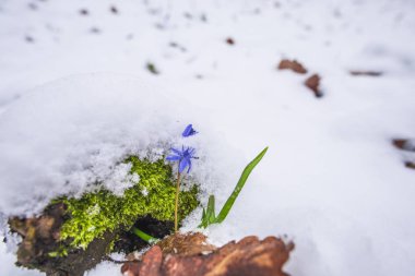 İlk taze bitkiler ile karlı orman yere closeup görünümü.