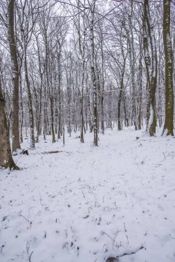 Karlı ve ağaçlı kış ormanı 