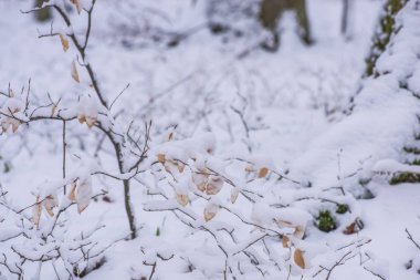 Karlı ağaç dalları, doğal zemin.