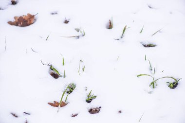 İlk taze bitkiler ile karlı orman yere closeup görünümü.