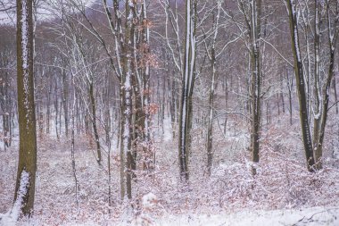 Karlı ve ağaçlı kış ormanı 