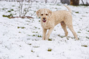 Kışın karlı ormanda yürüyüş şirin bej fino köpeği