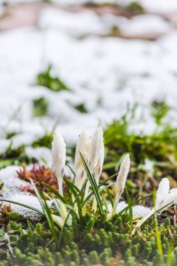 İlk taze bitkiler ile karlı orman yere closeup görünümü.