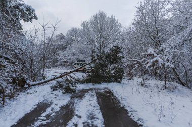 Snowy orman ağaçları ile kar manzara.