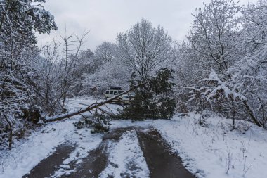 Snowy orman ağaçları ile kar manzara.