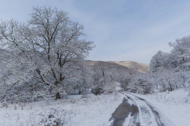 Snowy orman ağaçları ile kar manzara.