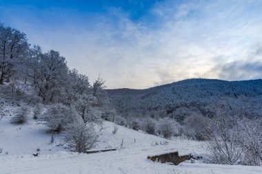 Snowy orman ağaçları ile kar manzara.