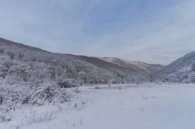 Snowy orman ağaçları ile kar manzara.