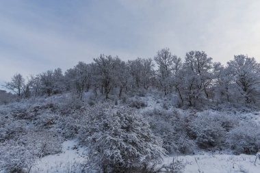 Snowy orman ağaçları ile kar manzara.