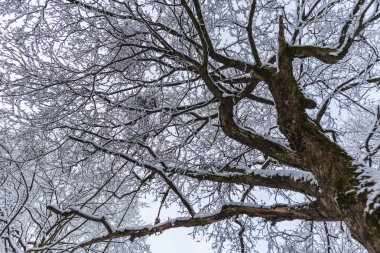 Snowy orman ağaçları ile kar manzara.