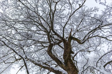 Snowy orman ağaçları ile kar manzara.