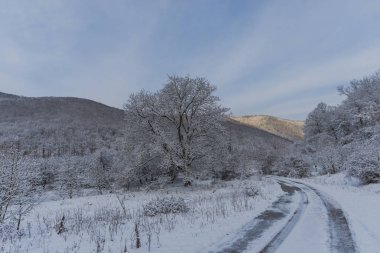 Snowy orman ağaçları ile kar manzara.