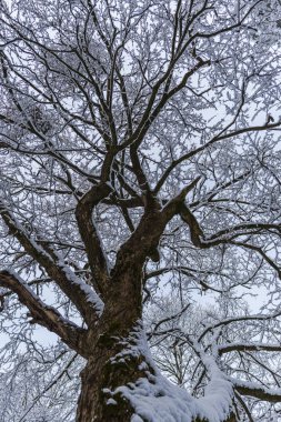 Snowy orman ağaçları ile kar manzara.