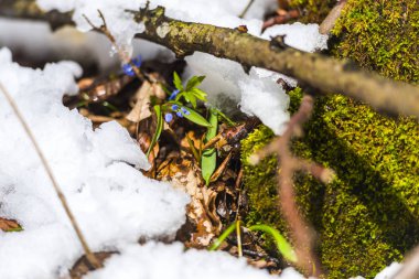 Ayrıntı görünümü karlı orman zemin ilk taze bitkiler ile.