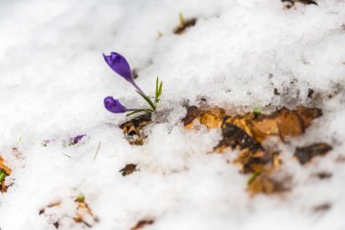 Ayrıntı görünümü karlı orman zemin ilk taze bitkiler ile.