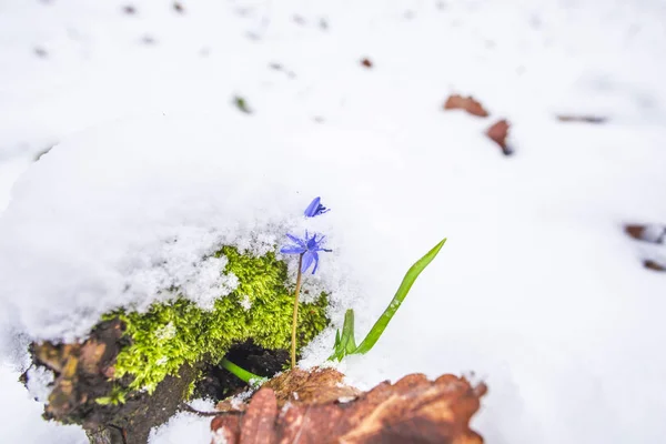 stock image Closeup view of snowy forest ground with first fresh plants.